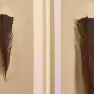 buldugu kus tuyu buyuk servet kazandirdi YereebgZ