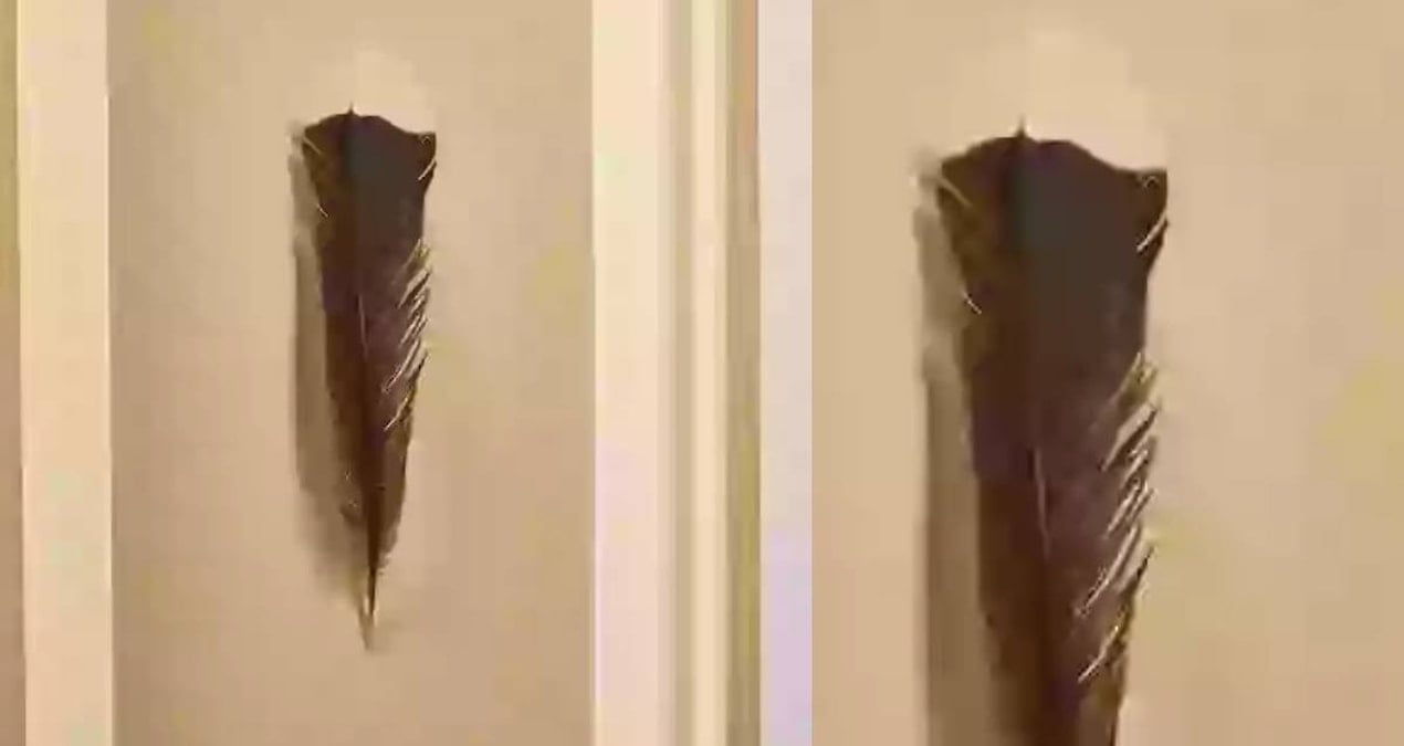 buldugu kus tuyu buyuk servet kazandirdi YereebgZ