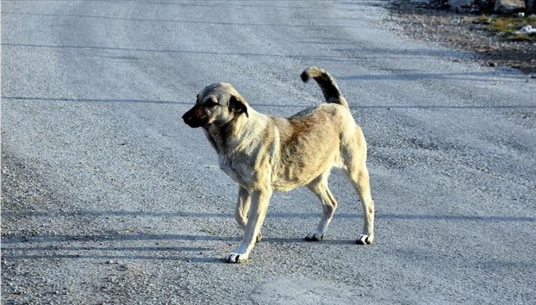 hamile kopege tufekle saldiri f6n66rTX