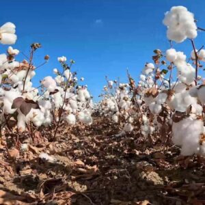 izmiri bekleyen buyuk tehlike 9uW7Hb2w