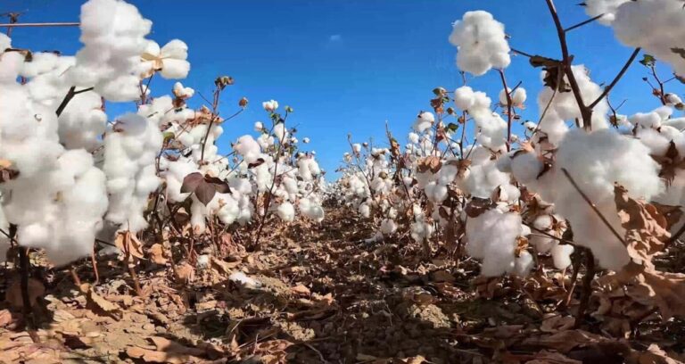 izmiri bekleyen buyuk tehlike 9uW7Hb2w