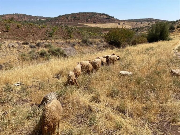 kiliste kaybolan hayvanlar bulundu NhVBqZGI