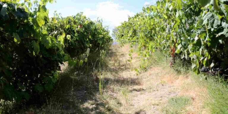 kilosu 150 tlden 1500 kilo hasat bekliyorlar 18 cesit yetistiriyorlar xsxmVrCe