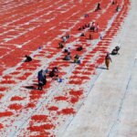 sanliurfada domates uretimi dusuyor REiwxqqE