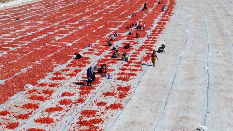 sanliurfada domates uretimi dusuyor REiwxqqE