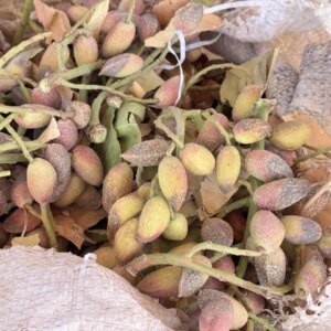 siirtte fistik hasadi erken basladi tBktZH7K