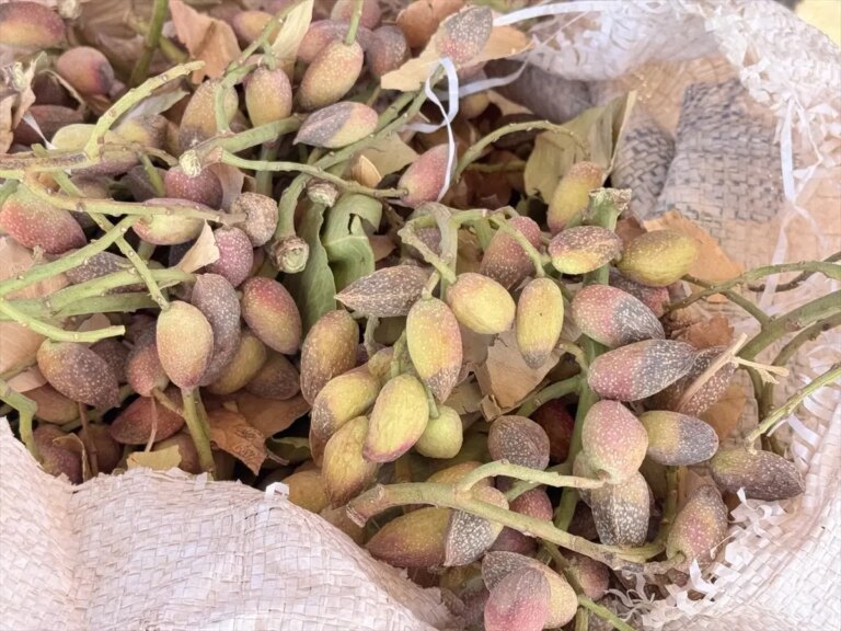 siirtte fistik hasadi erken basladi tBktZH7K