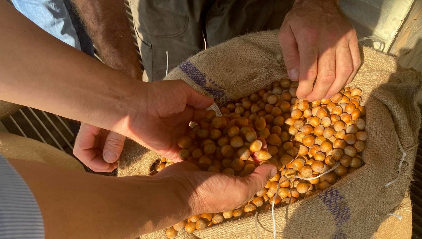 giresunda findik fiyatini randiman belirliyor ns3VgAXY