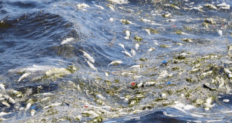 izmir korfezinde balik olumleri suruyor yKfHxf81