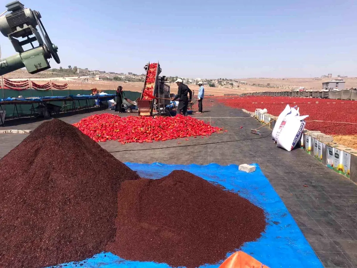 sanliurfada isot uretimi basladi x9IJDgUN