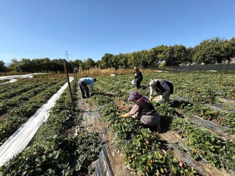 erzincanda cilek uretim hedefi 15 ton qhcYK6wz.jpg