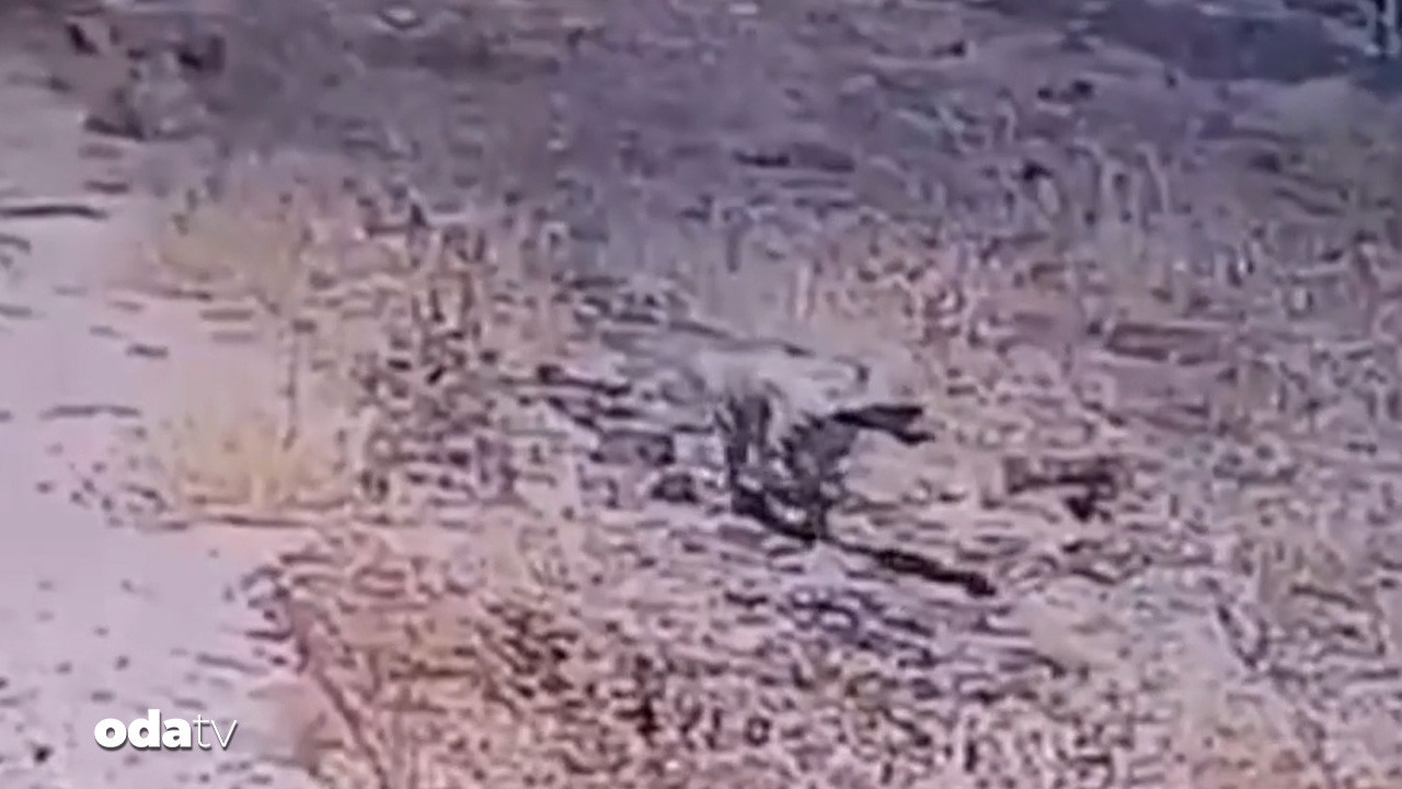 gunes enerjisi santralinde cizgili sirtlan surprizi tMi3PZAh