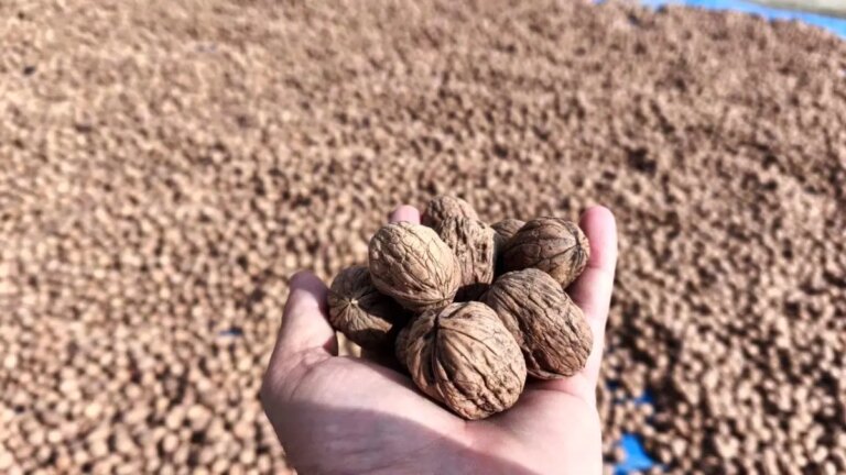 karaagacta ceviz hasadi basladi dRVlDBml.jpg