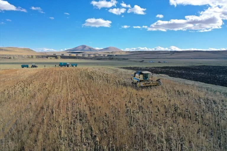 karsta yaglik aycicegi ekimi yuzde 50 artti AwpaUucN.jpg