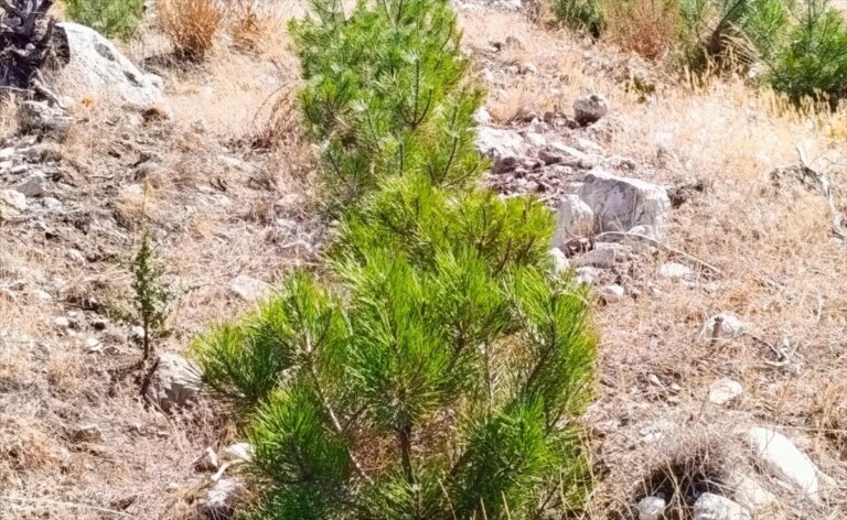 nallihanda 2 milyon fidan dikimi KL6py96n