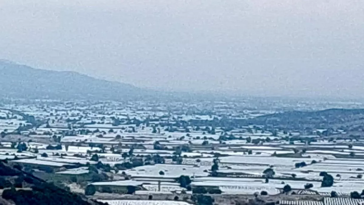 sarigolde uzum ureticileri ihracat icin hasada cagri iyi l7nznKie.jpg