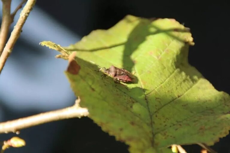 tarim ve orman bakanligi kahverengi kokarcaya karsi harekete gecti VxRzyyrr.jpg