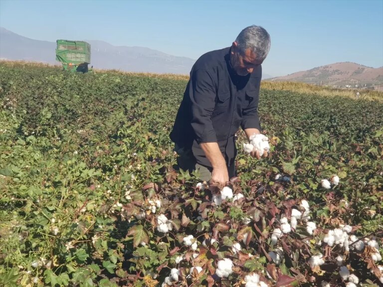 gaziantepte pamuk hasadi basladi 9w3NM5el.jpg