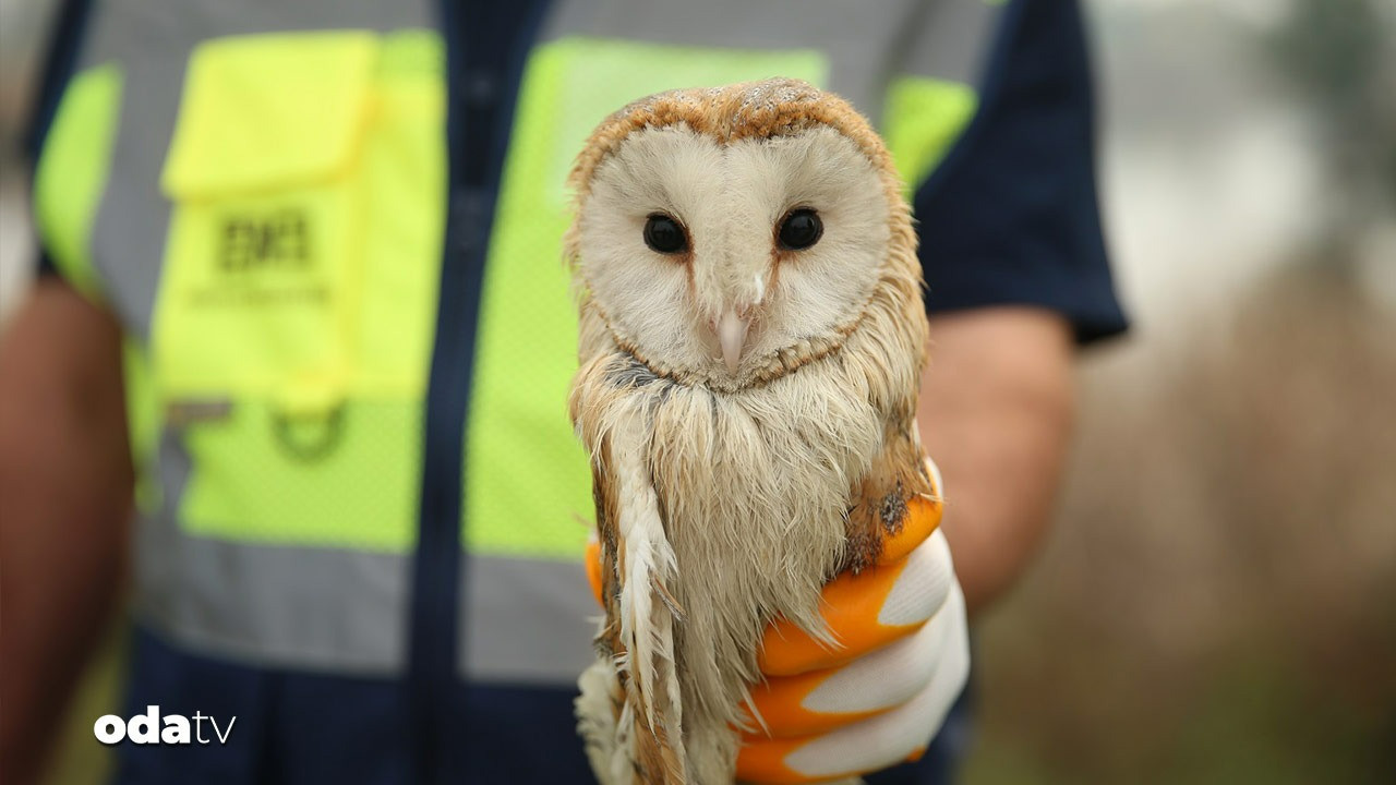 peceli baykus balikci misinasi kurbani oluyordu q97M44az.jpg