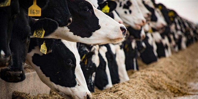 tarim ve orman bakanligi duyurdu sap hastaligi kontrol altina alindi Ccd2VFq8.jpg