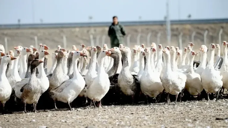 turkiyede-ilk-sirada-yer-aliyor-yilda-yaklasik-25-milyon-kaz-yetistiriliyor-z7CjQXyP.webp