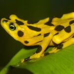 Panama’nın Altın Kurbağası, 17 Yıl Sonra Doğaya Dönüyor