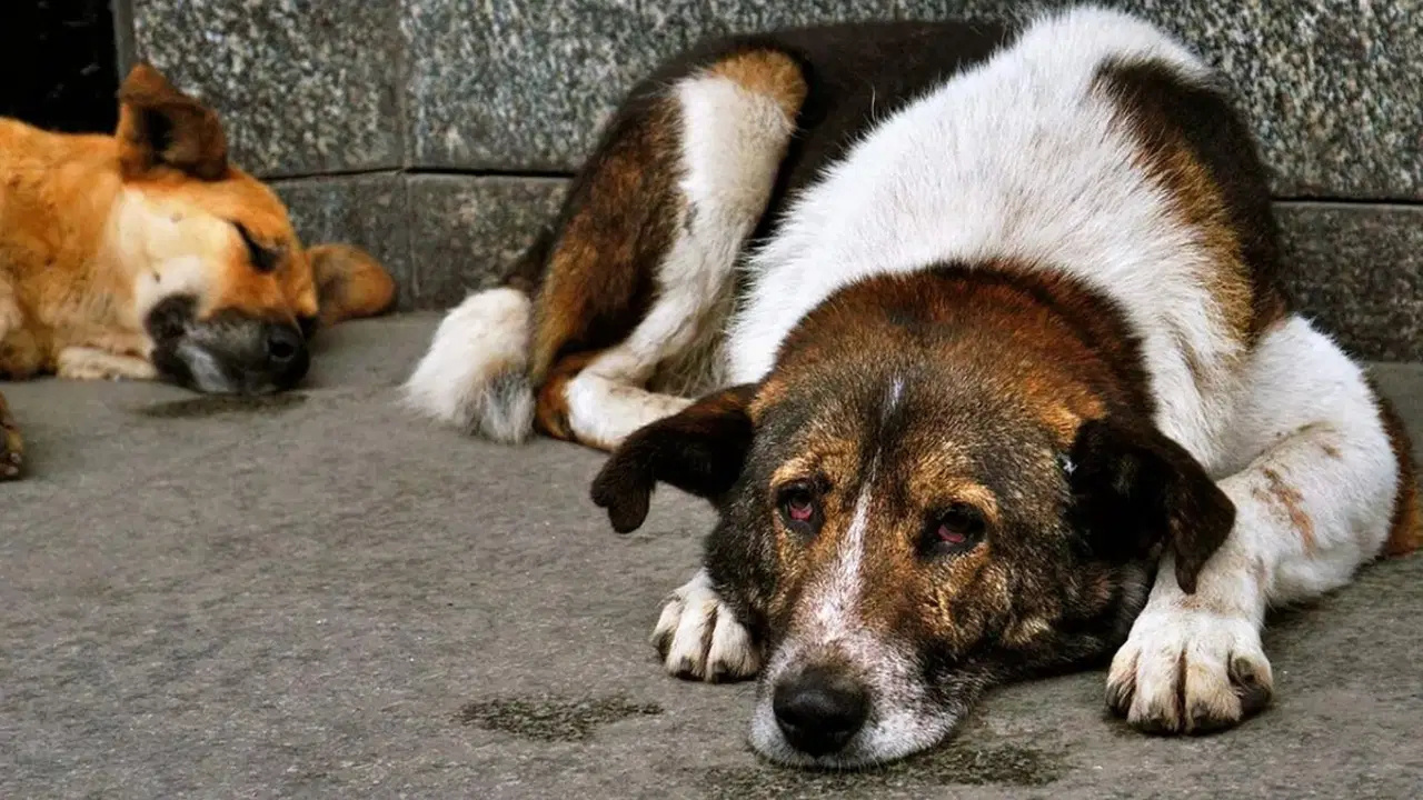 NATO Zirvesi İçin Sahipsiz Köpeklerin Toplanması Talimatı
