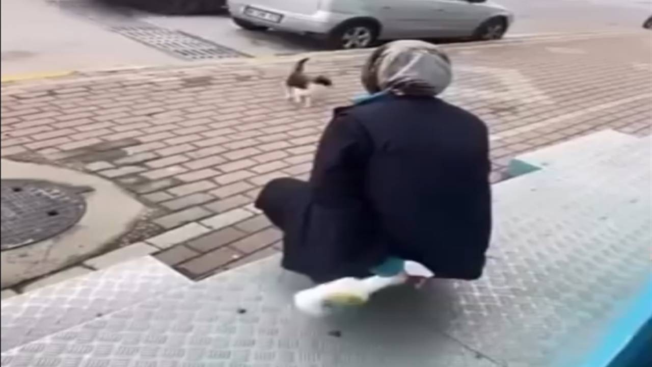Kediye kimyasal sprey sıkan vicdansız beraat etti!